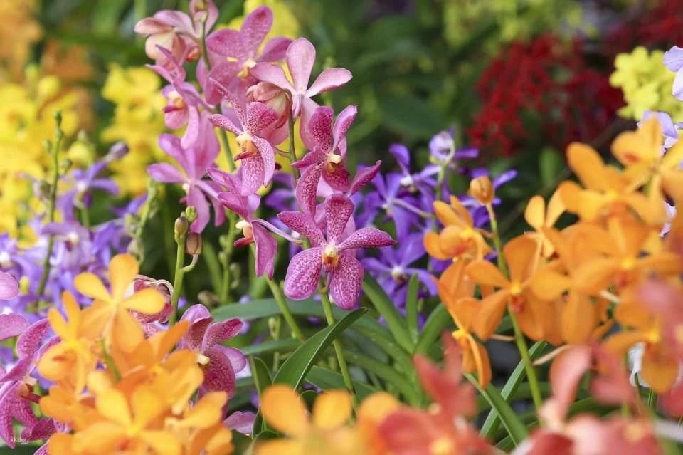 National Orchid Garden Admission Ticket | Singapore