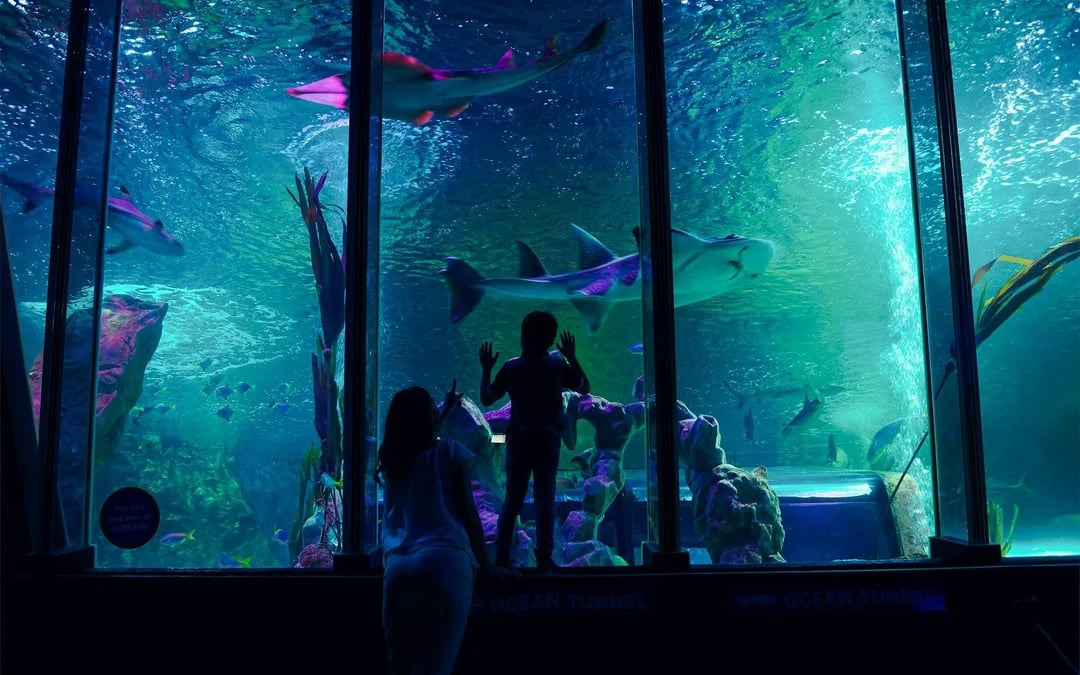 National SEA LIFE Centre Birmingham Tickets Image 2