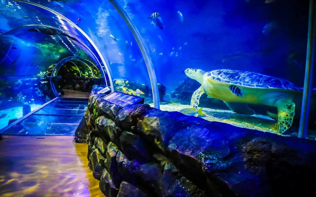 National SEA LIFE Centre Birmingham Tickets Image 11
