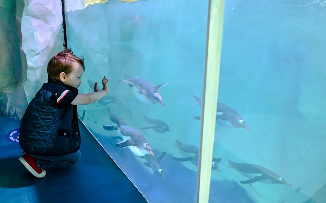National SEA LIFE Centre Birmingham Tickets Image 12