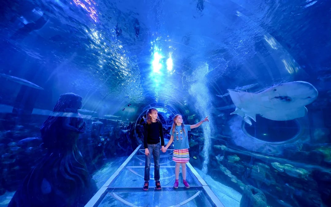 National SEA LIFE Centre Birmingham Tickets Image 3