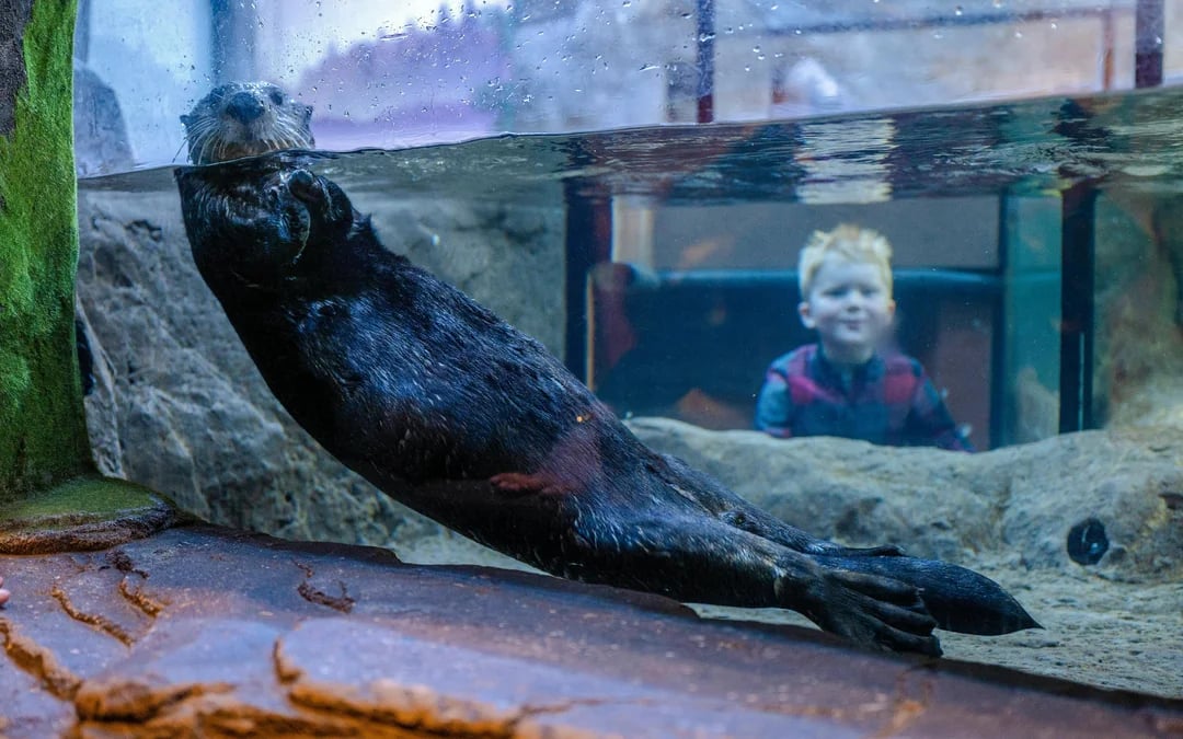 National SEA LIFE Centre Birmingham Tickets Image 5