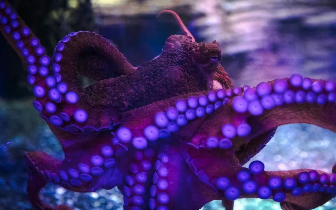 National SEA LIFE Centre Birmingham Tickets Image 6
