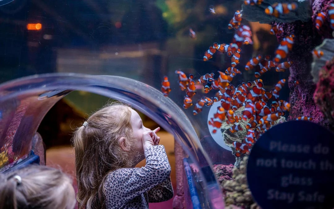 National SEA LIFE Centre Birmingham Tickets Image 8