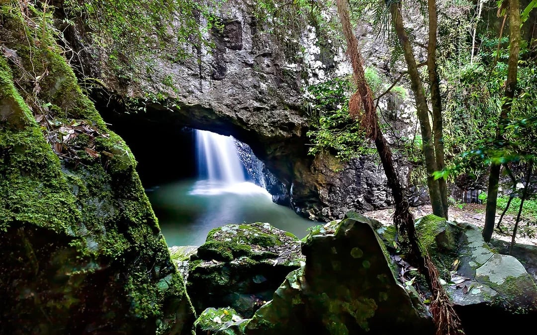 Natural Bridge & Springbrook Waterfalls Tour Image 8