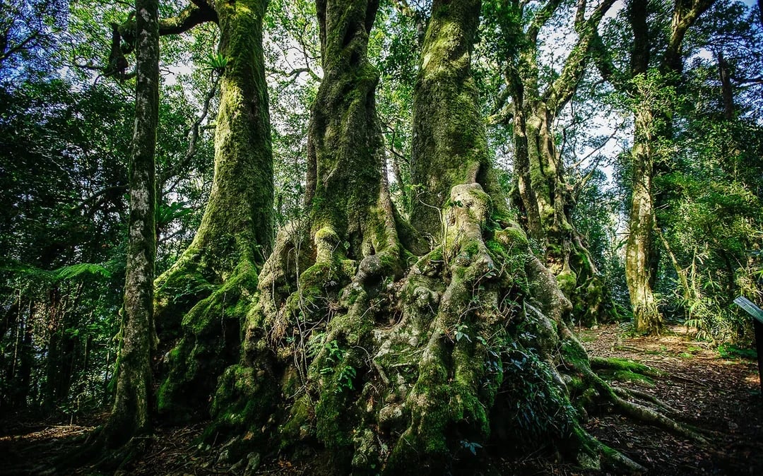 Natural Bridge & Springbrook Waterfalls Tour Image 9