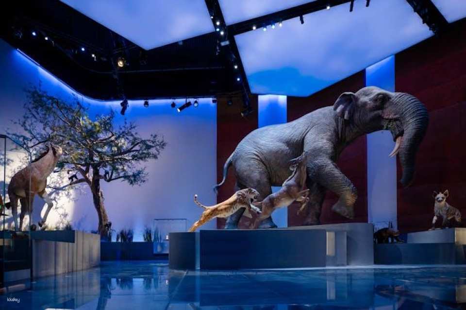 Natural History Museum of Abu Dhabi entrance tickets