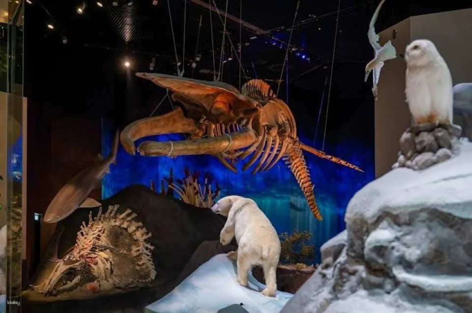 Natural History Museum of Abu Dhabi entrance tickets