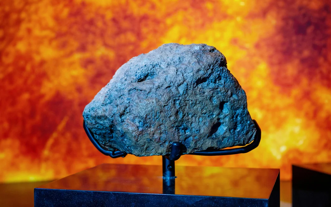 Natural History Museum Abu Dhabi Tickets Image 2