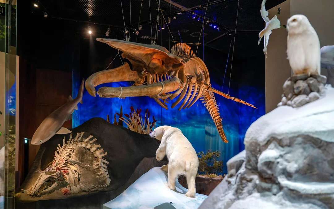 Natural History Museum Abu Dhabi Tickets Image 4