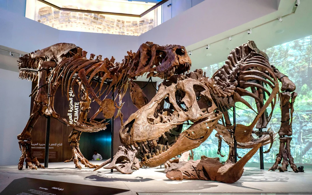 Natural History Museum Abu Dhabi Tickets Image 6