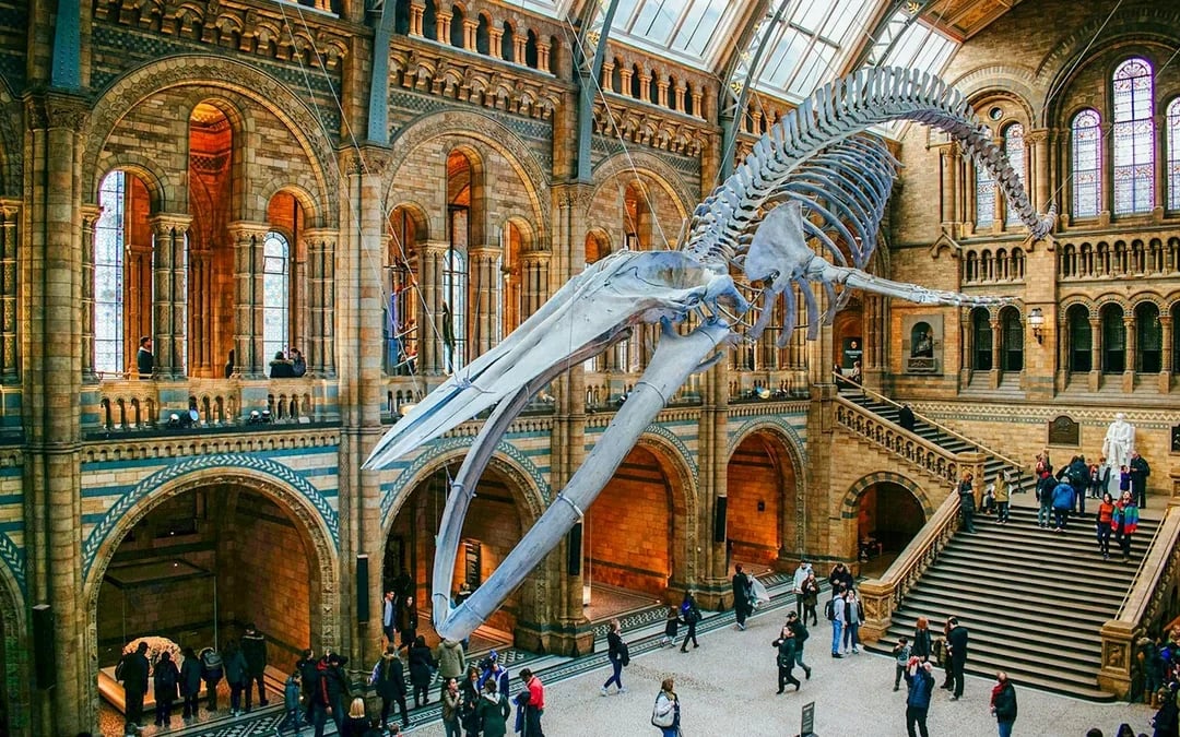 Natural History Museum Reserved Entry Ticket & Audio Tour Image 1