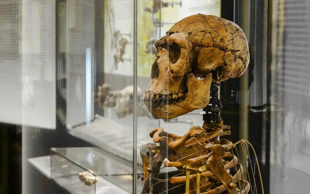 Natural History Museum Vienna Entry Tickets Image 7