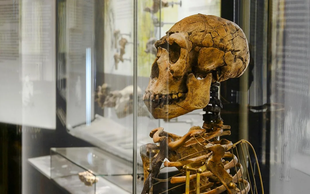 Natural History Museum Vienna Entry Tickets Image 7