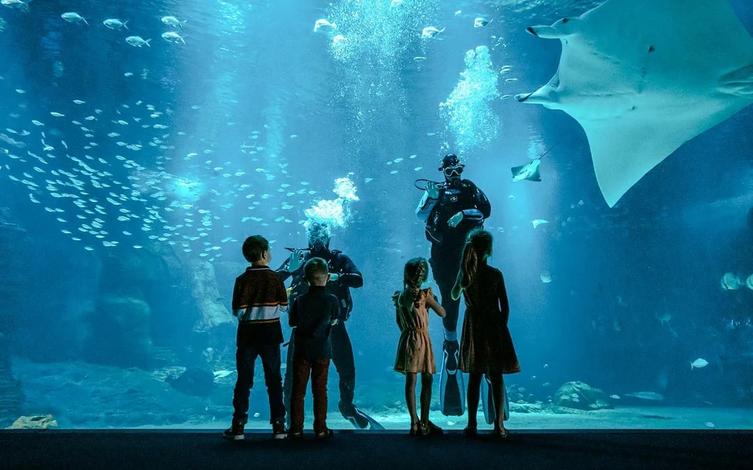 Nausicaá - National Sea Center Shark Guided Tour Image 1