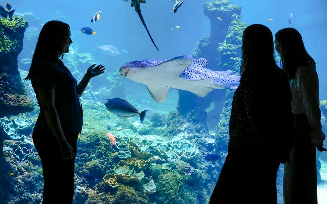 Nausicaá - National Sea Center Shark Guided Tour Image 2