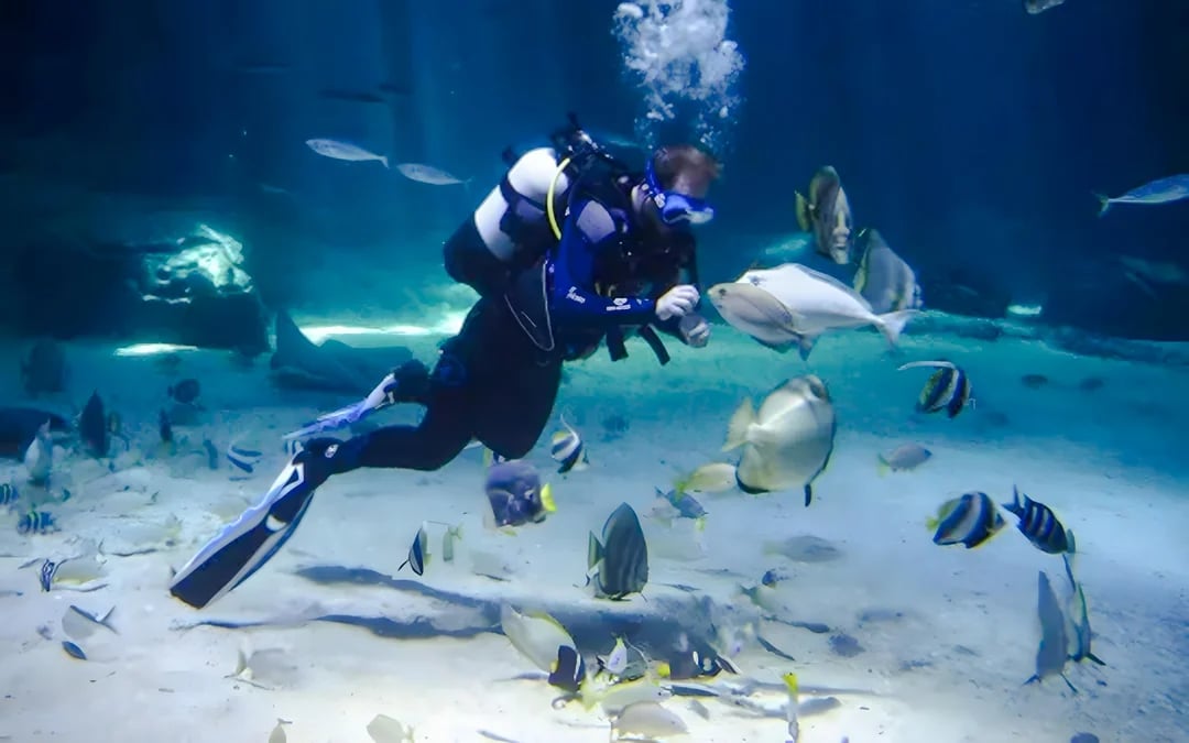 Nausicaá - National Sea Center Shark Guided Tour Image 6