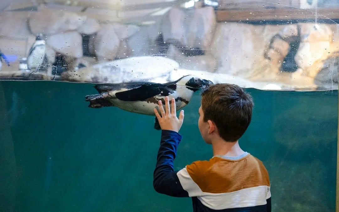 Nausicaá - National Sea Center Shark Guided Tour Image 7