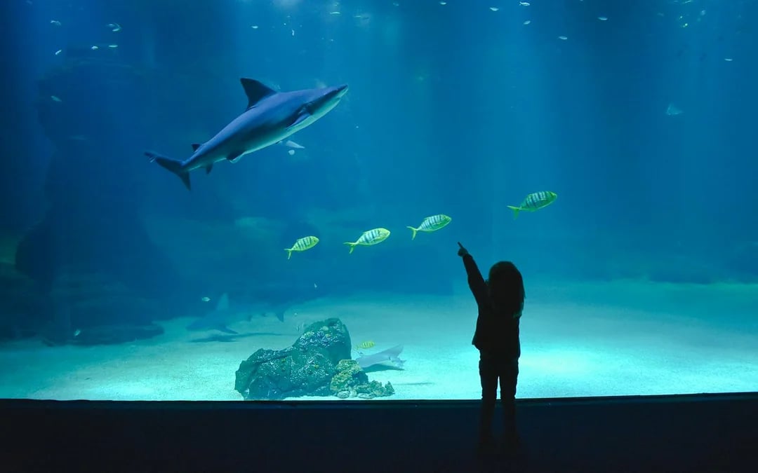 Nausicaá - National Sea Center Shark Guided Tour Image 8