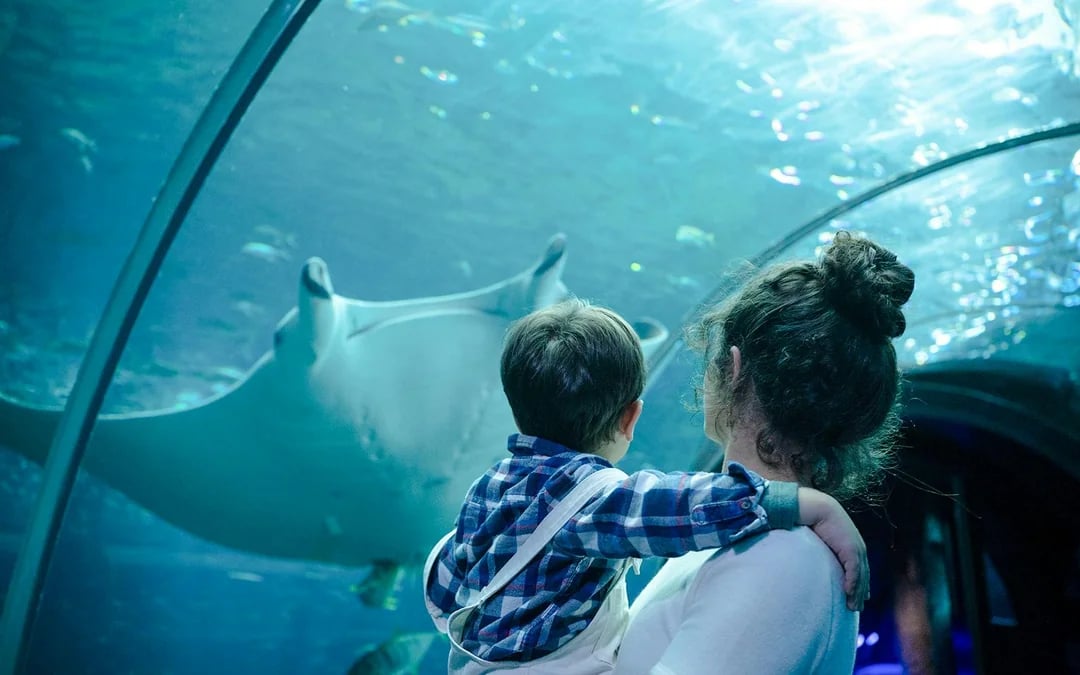 Nausicaá - National Sea Center Shark Guided Tour Image 9