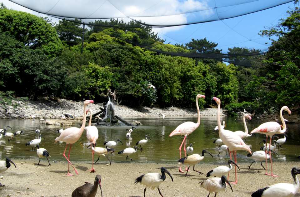 Neo Park Okinawa Admission Ticket | Japan