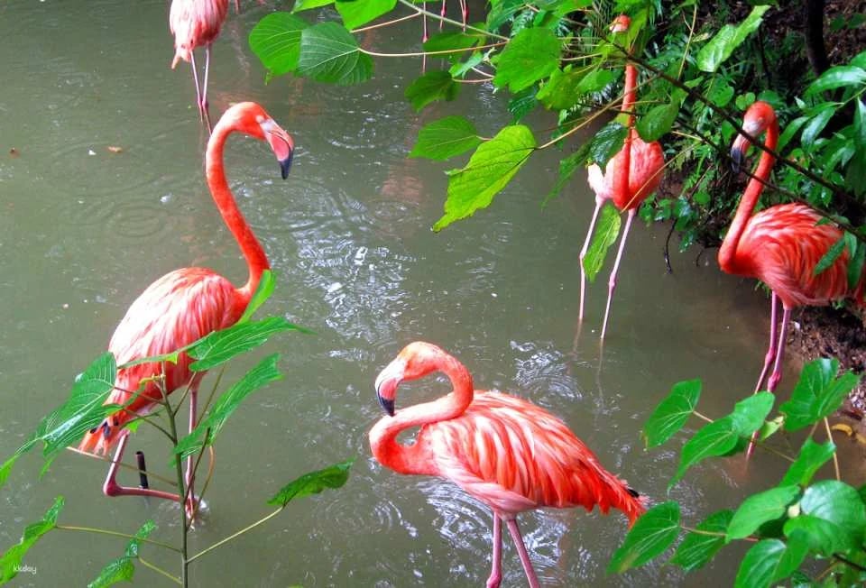 Neo Park Okinawa Admission Ticket | Japan