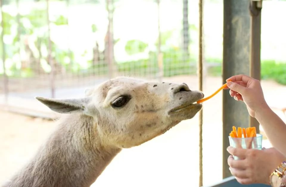 Neo Park Okinawa Admission Ticket | Japan