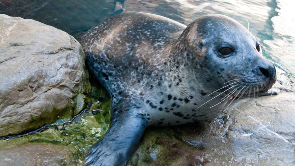 New England Aquarium Ticket & Optional 3D IMAX Movie Ticket | Boston