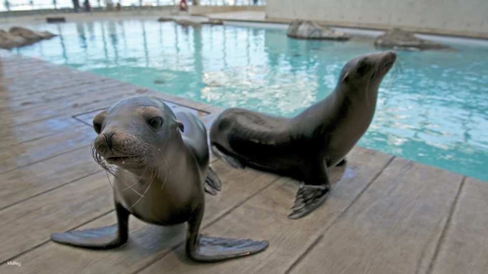 New England Aquarium Ticket & Optional 3D IMAX Movie Ticket | Boston