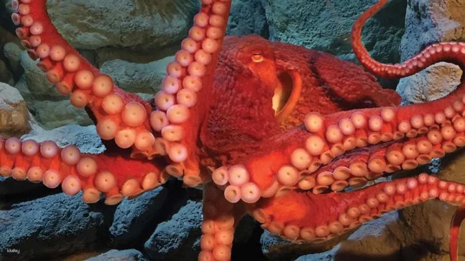 New England Aquarium Ticket & Optional 3D IMAX Movie Ticket | Boston