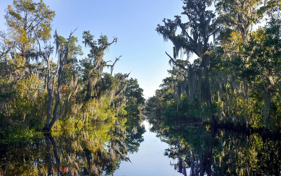 New Orleans: Large Airboat Swamp Tour Image 2