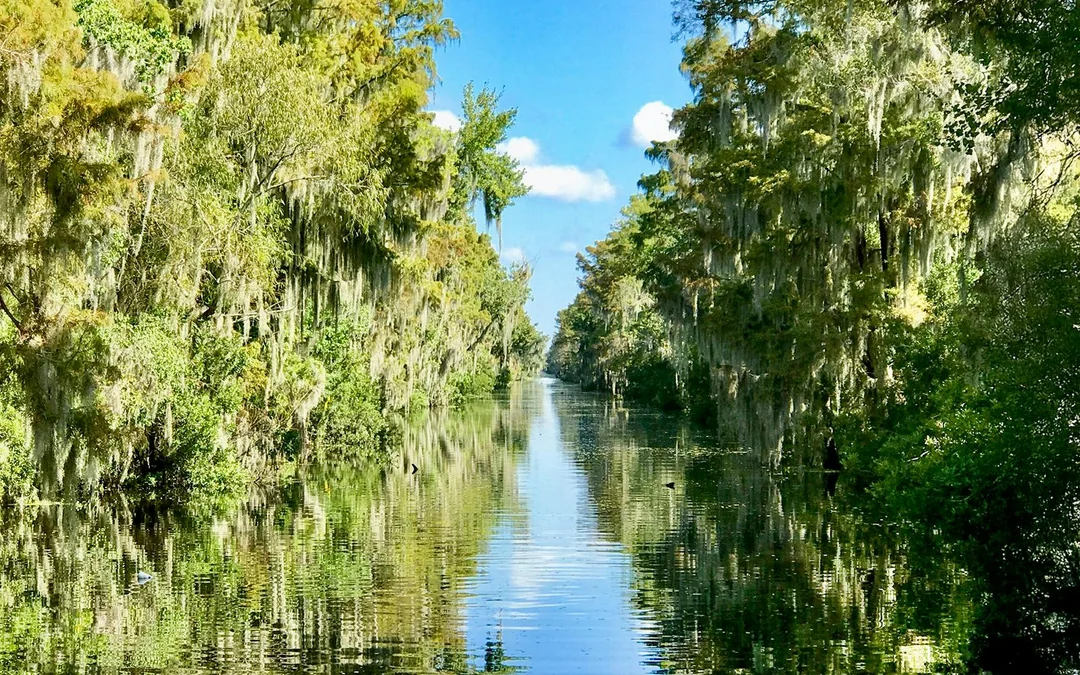 New Orleans: Large Airboat Swamp Tour Image 3