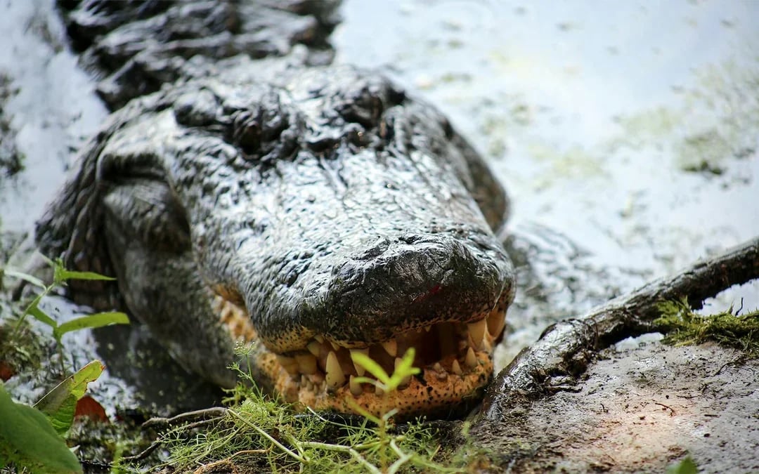 New Orleans: Large Airboat Swamp Tour Image 6