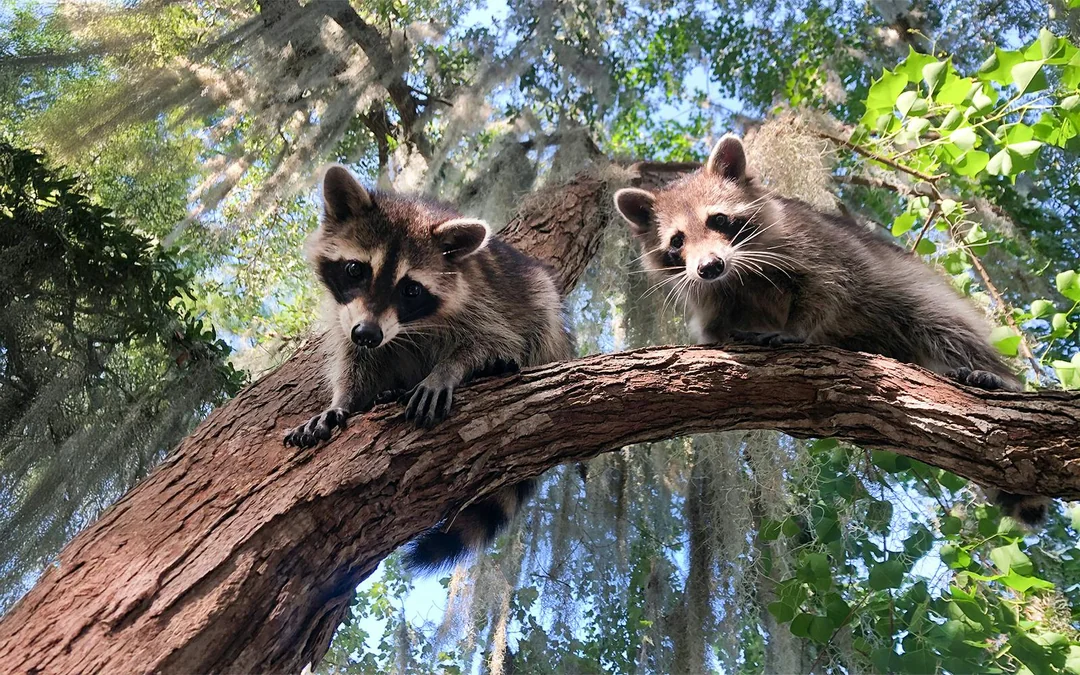 New Orleans: Small Airboat Swamp Tour Image 3