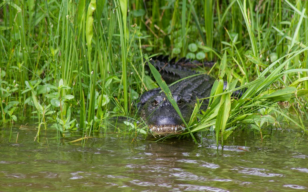New Orleans: Small Airboat Swamp Tour Image 4