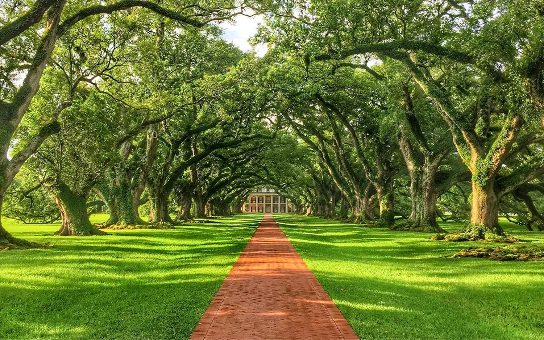New Orleans: Swamp Boat Ride & Oak Alley Plantation Tour Image 5