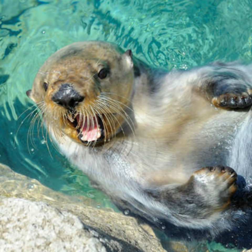 New York Aquarium Ticket | New York