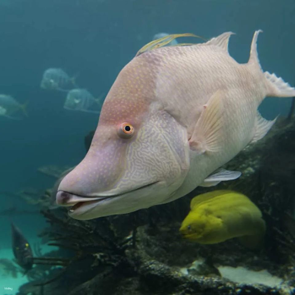 New York Aquarium Ticket | New York