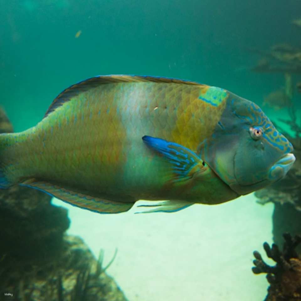 New York Aquarium Ticket | New York