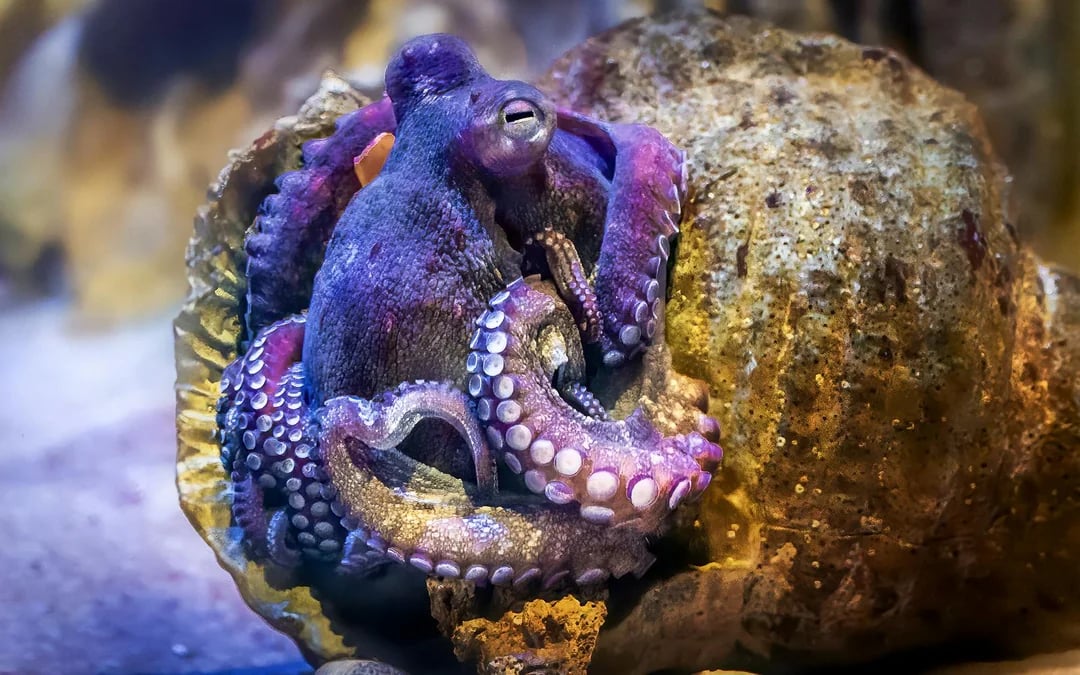 New York Aquarium Tickets with 4D Theatre Show Image 2