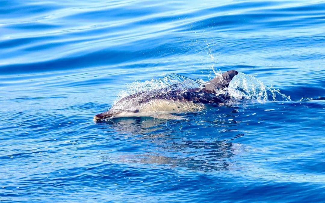 Newcastle Adventure Boat Tour Image 10