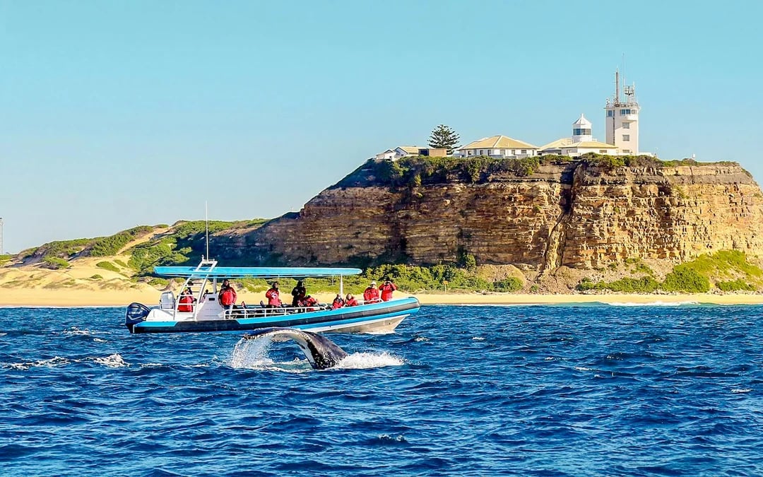 Newcastle Whale Watching Eco Cruise Image 1