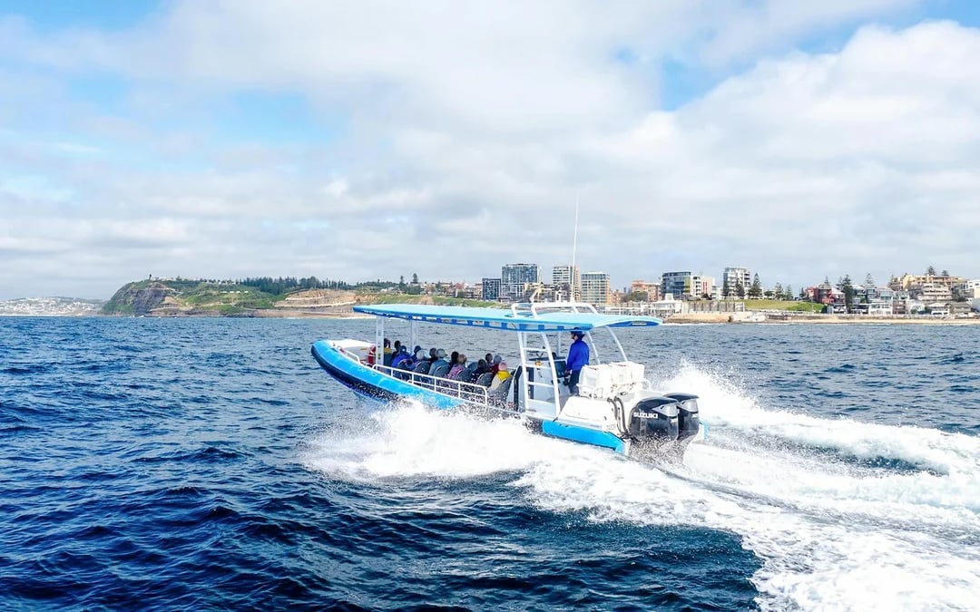Newcastle Whale Watching Eco Cruise Image 2