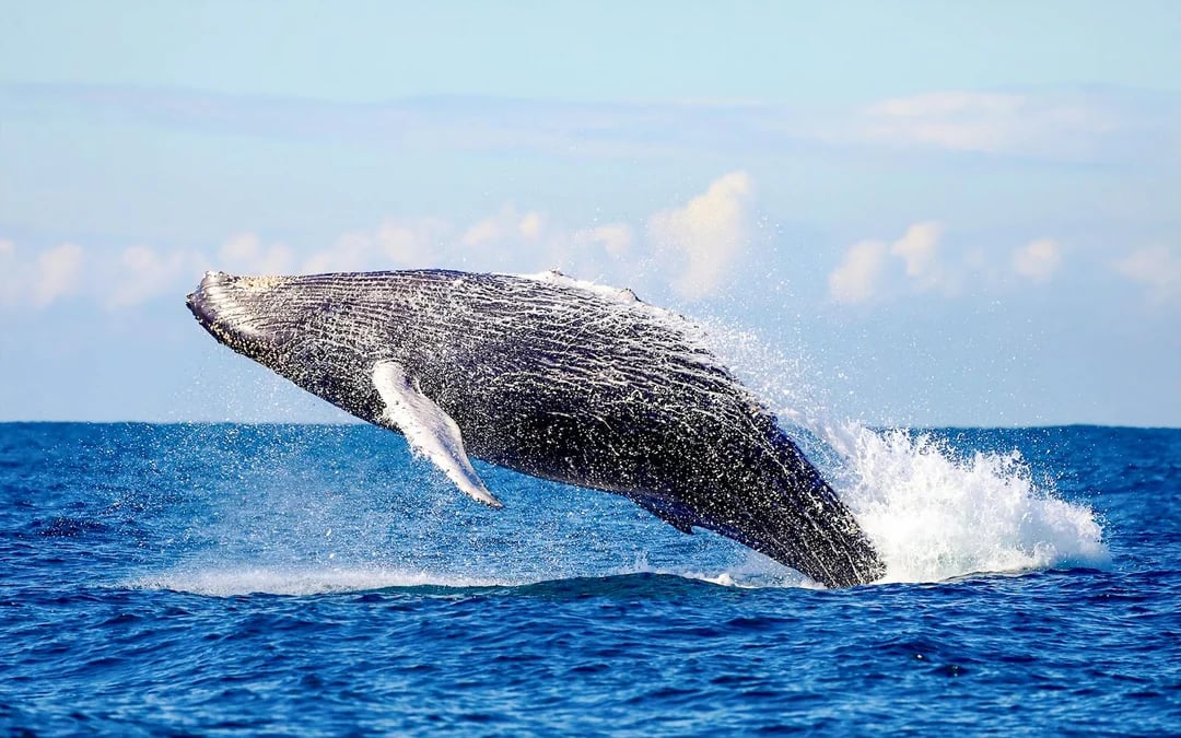 Newcastle Whale Watching Eco Cruise Image 5