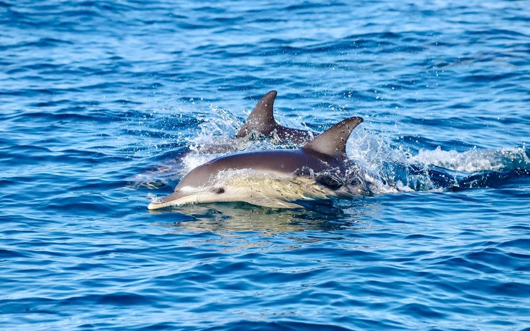 Newcastle Whale Watching Eco Cruise Image 9