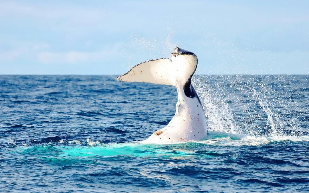 Newcastle Whale Watching Eco Cruise Image 10