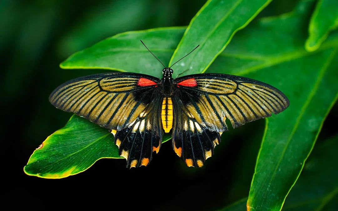 Niagara Falls Canada: Butterfly Conservatory Tickets Image 2