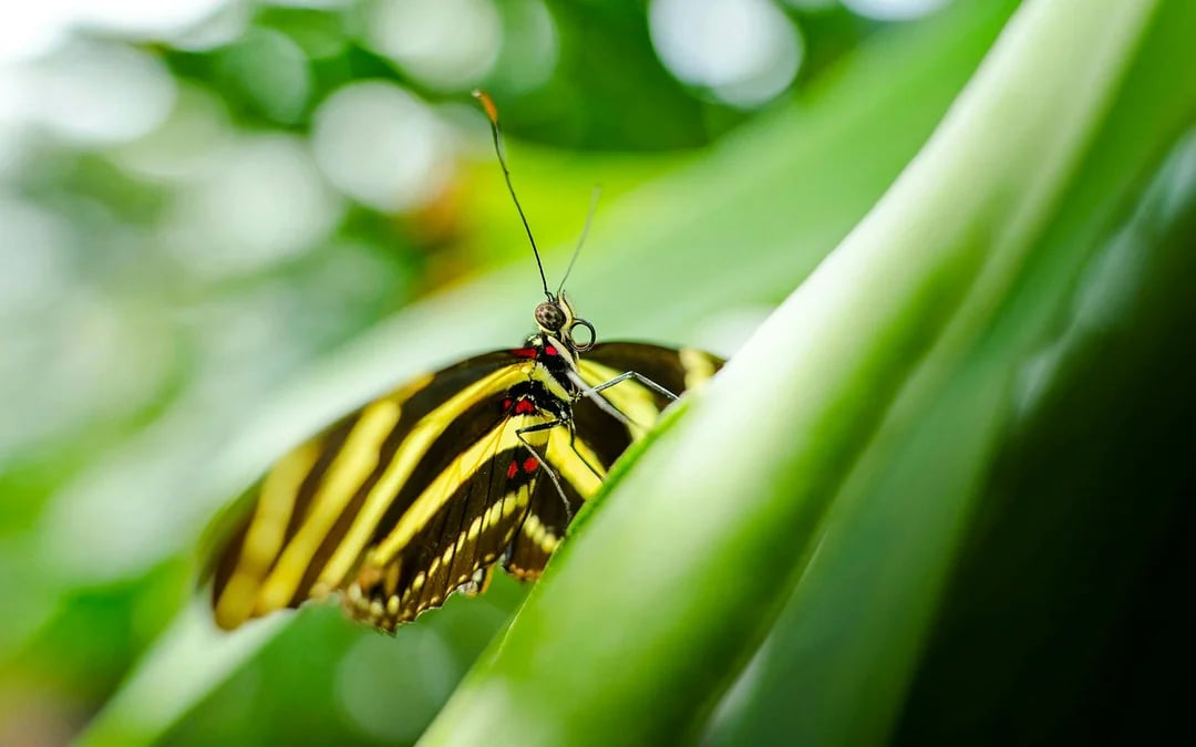 Niagara Falls Canada: Butterfly Conservatory Tickets Image 8