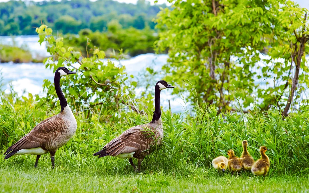 Niagara Falls USA & Canada: Full-Day Tour with Top Niagara Attractions Image 12