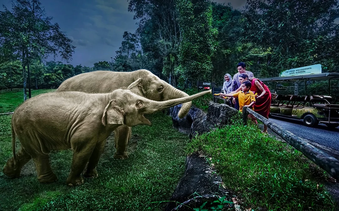 Night Safari Tickets | Mandai Wildlife Reserve Image 1